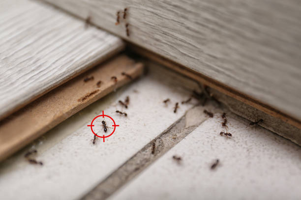 Indoor Pest Control in Oblong, IL